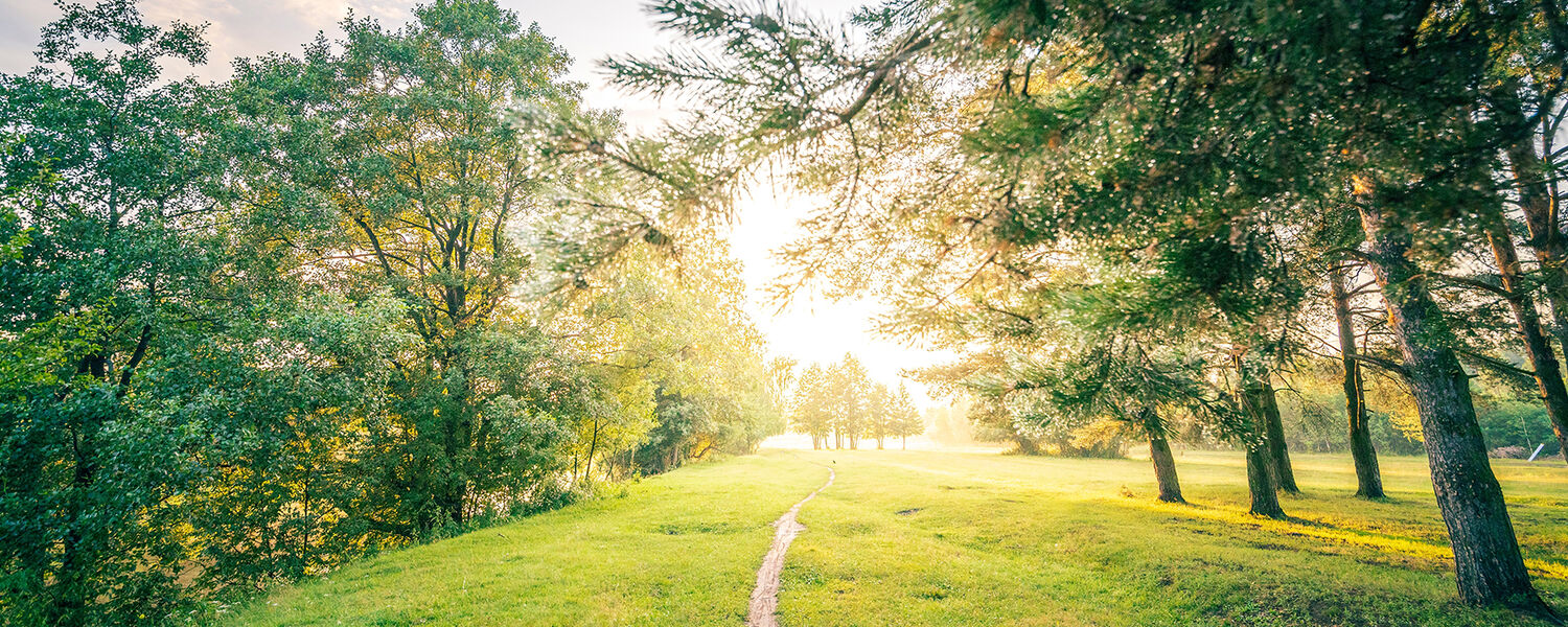 Light through a tall latticed window